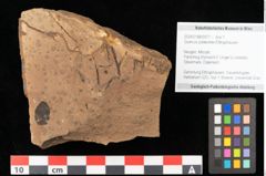 Foto (Objekt + Etikett) von Quercus palaeoilex Ettingshausen (NHMW-GEO-2024-0188-0977)